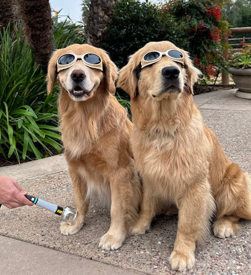 Cold laser therapy for dogs and companion pets